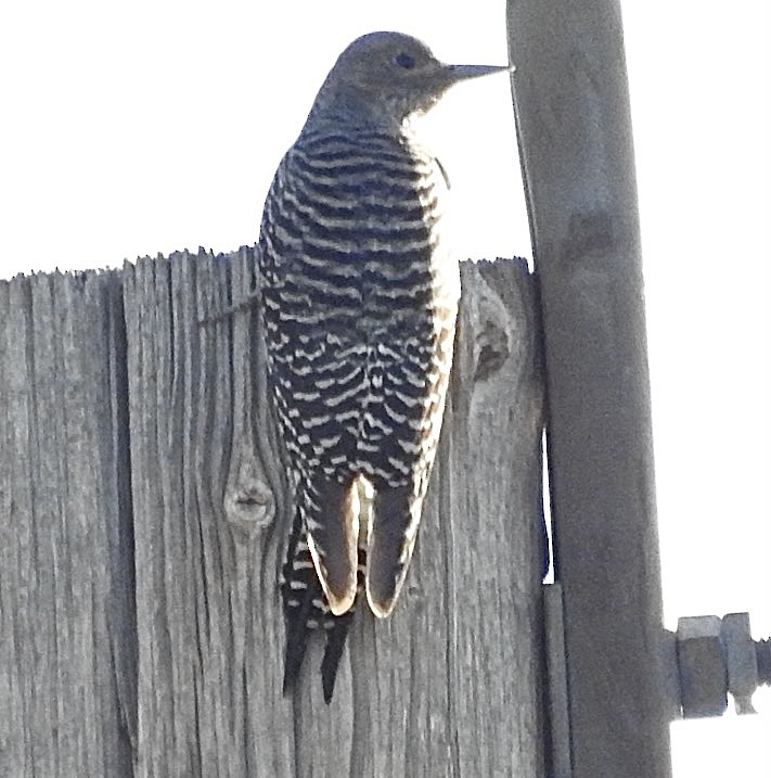 Williamson's Sapsucker - ML624226234