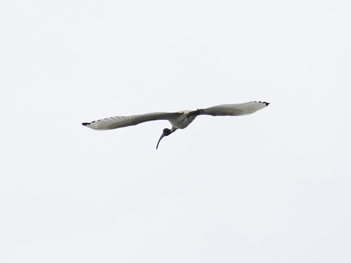 Australian Ibis - ML624226249