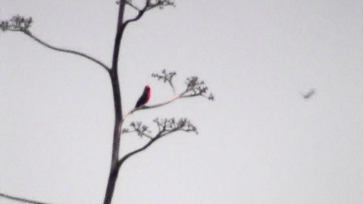 Vermilion Flycatcher - ML624226293