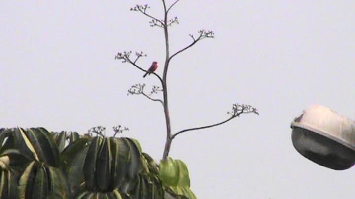 Vermilion Flycatcher - ML624226298