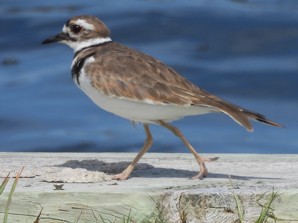 Killdeer - ML624226304