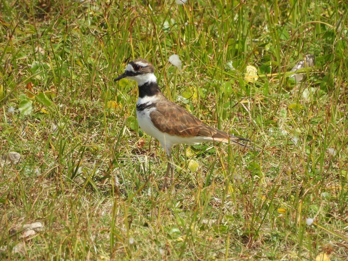 Killdeer - ML624226305