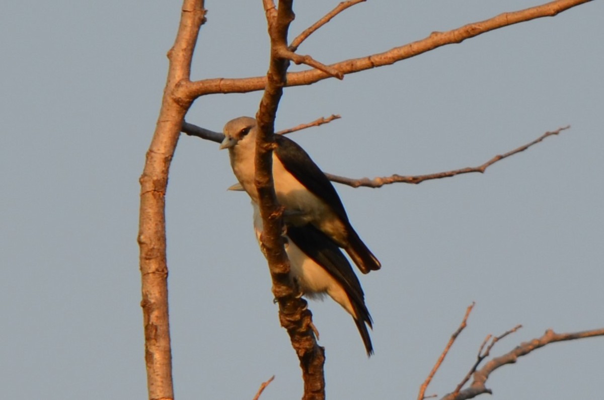 White-headed Vanga - ML624226308