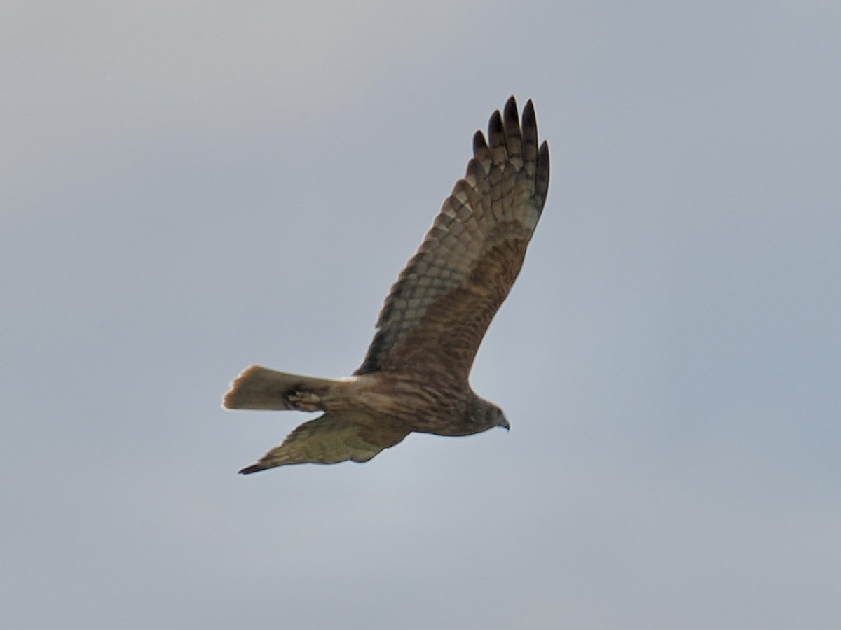 Swamp Harrier - ML624226310