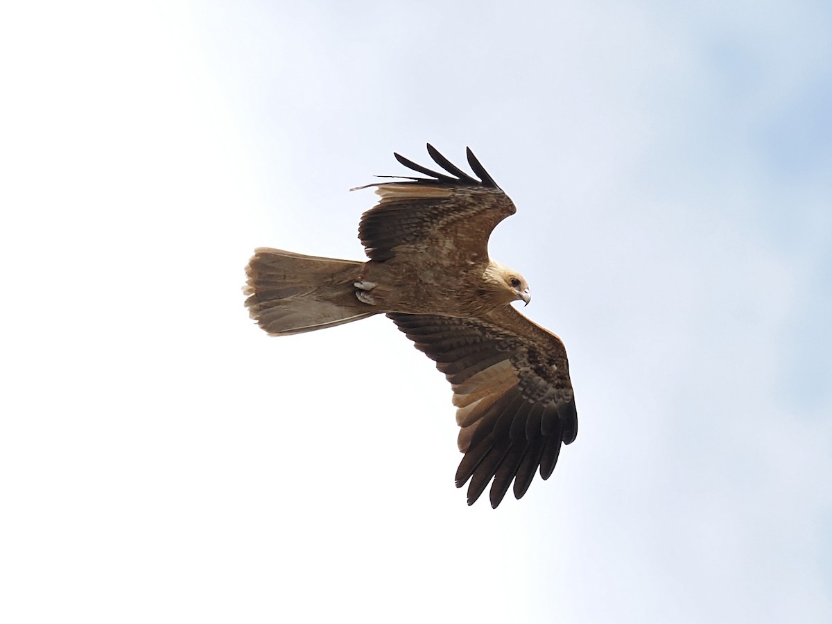 Whistling Kite - ML624226311