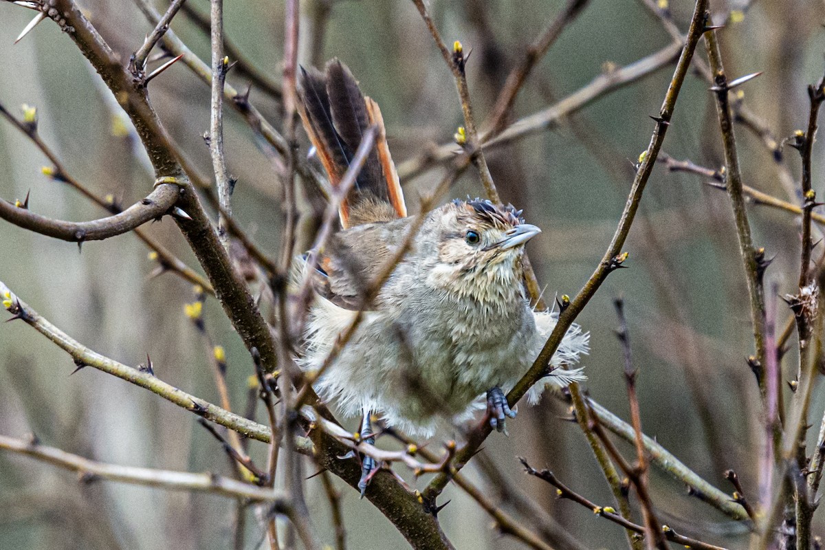 Short-billed Canastero - Kurt Gaskill