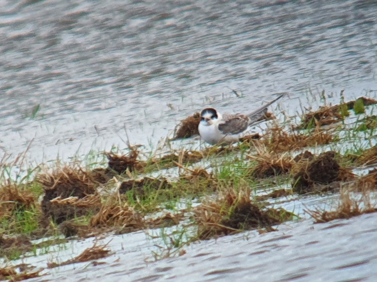 Arctic Tern - Mike Ball