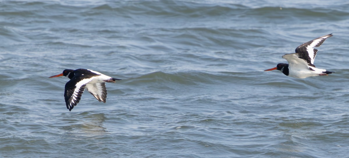 Eurasian Oystercatcher - ML624226339