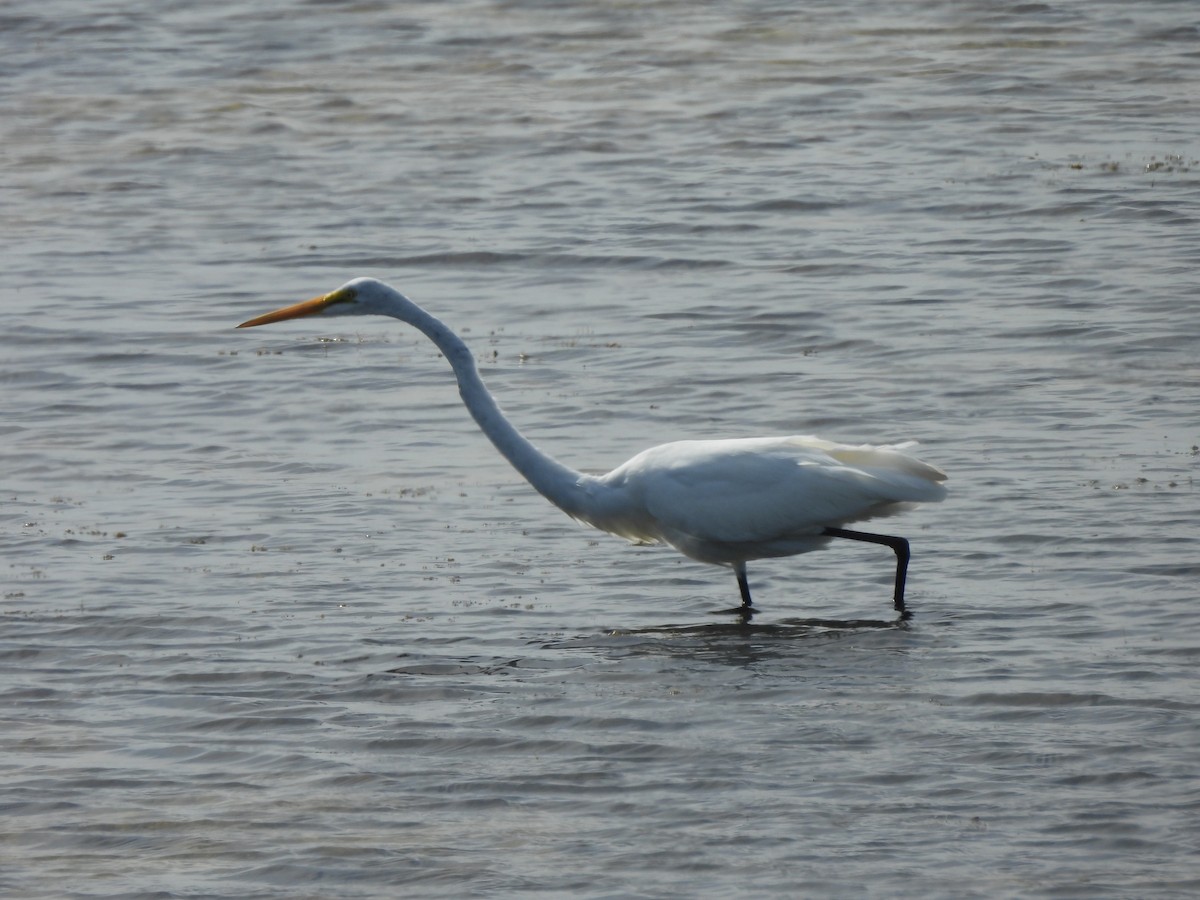 Great Egret - ML624226341