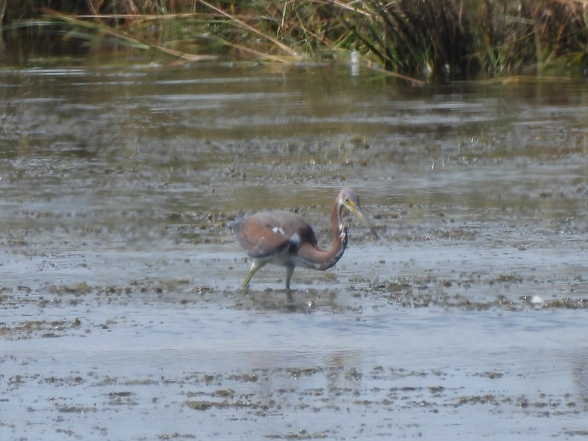 Tricolored Heron - ML624226345