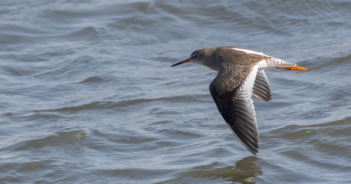 Common Redshank - ML624226346