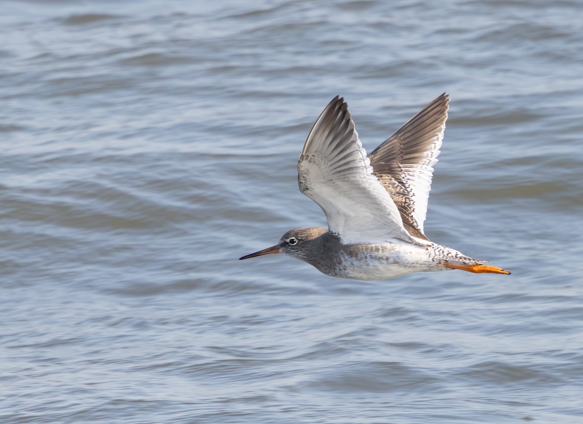 Common Redshank - ML624226348