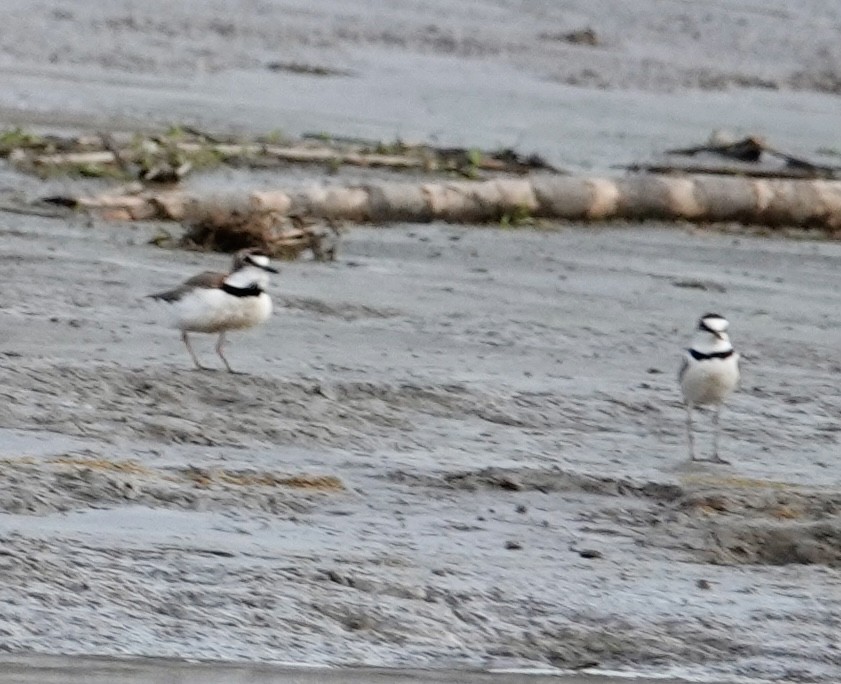 Collared Plover - ML624226350