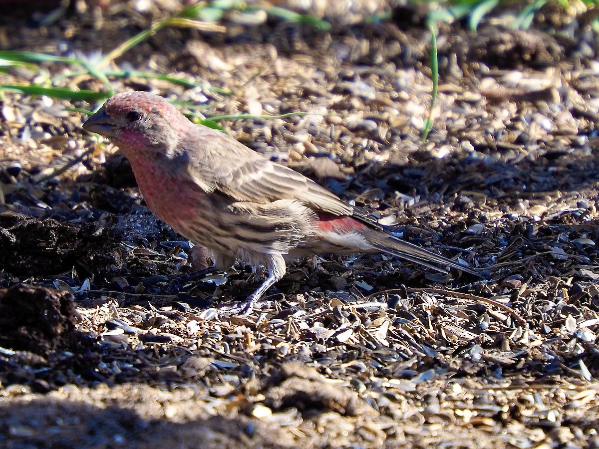 House Finch - ML624226352