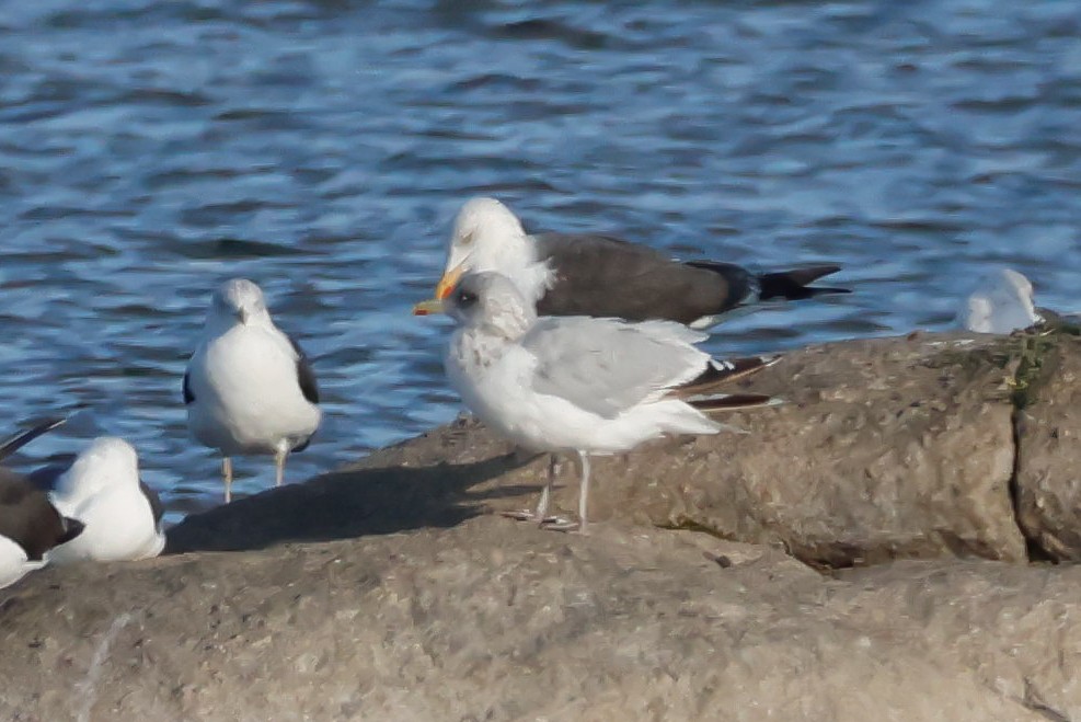 Herring Gull - David Fernández