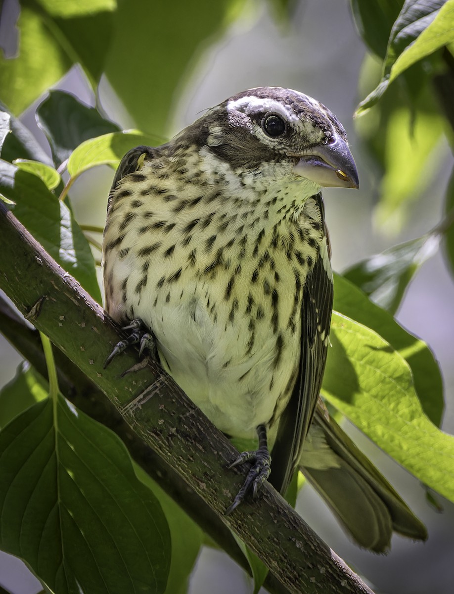 Rose-breasted Grosbeak - ML624226354