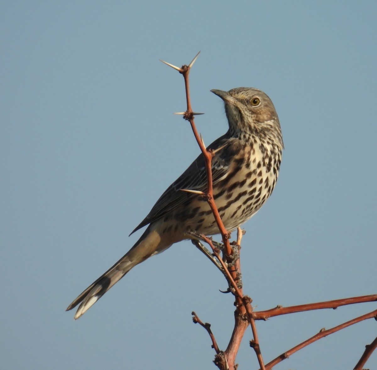 Sage Thrasher - ML624226355