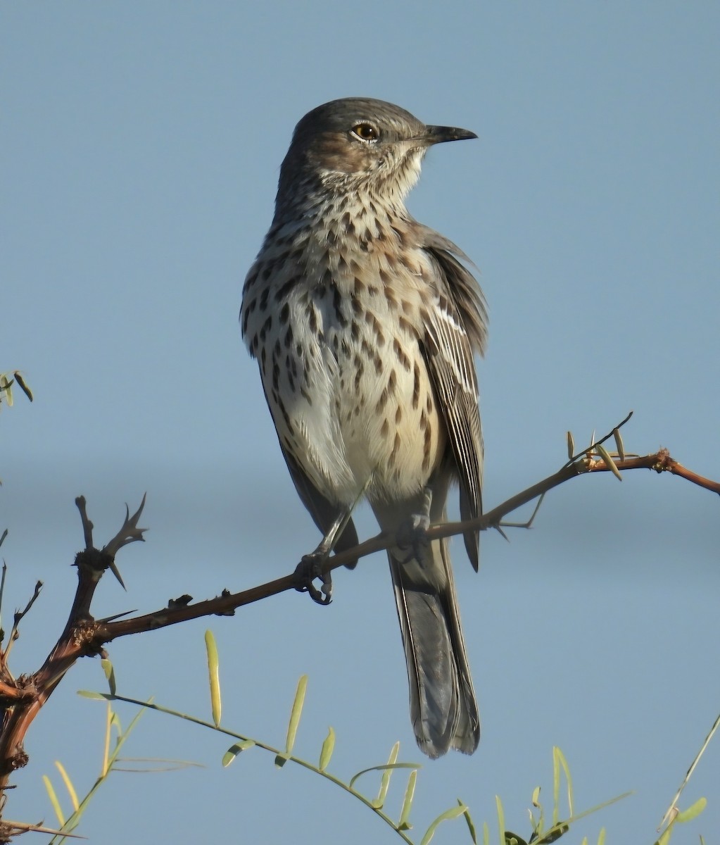 Sage Thrasher - ML624226356