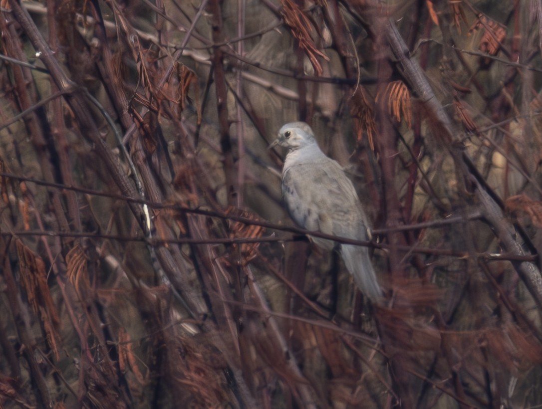 Plain-breasted Ground Dove - ML624226357