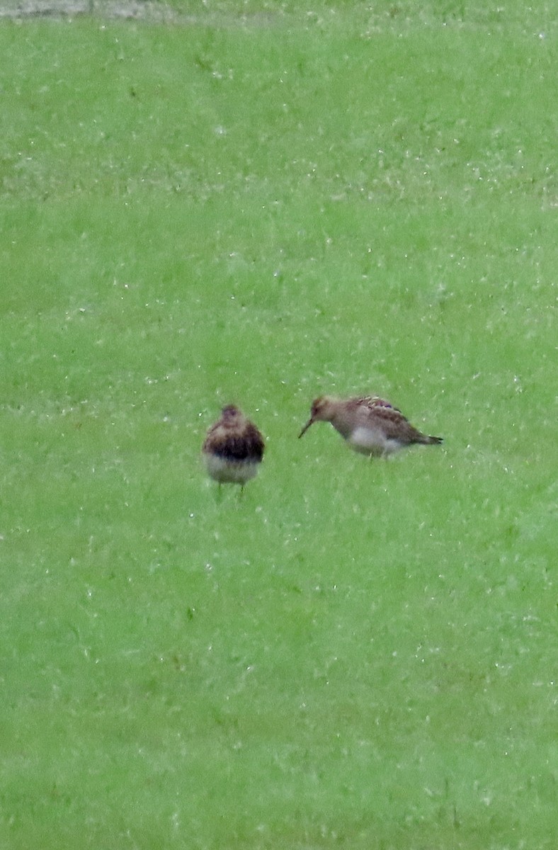 Pectoral Sandpiper - ML624226360