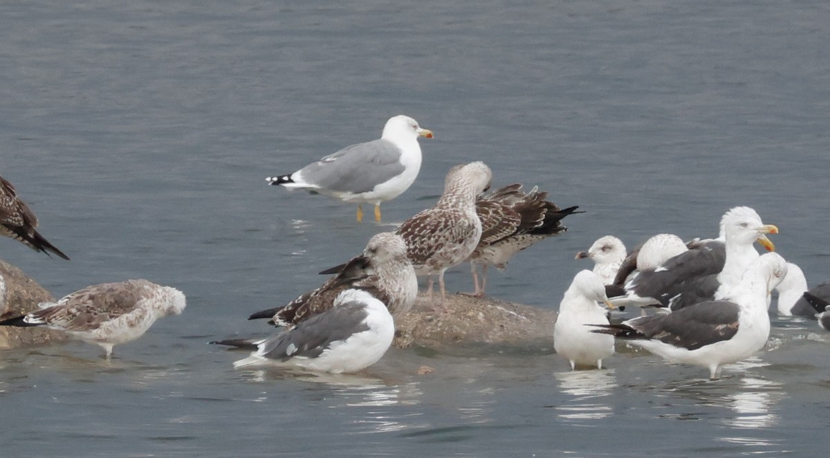 Yellow-legged Gull - ML624226361