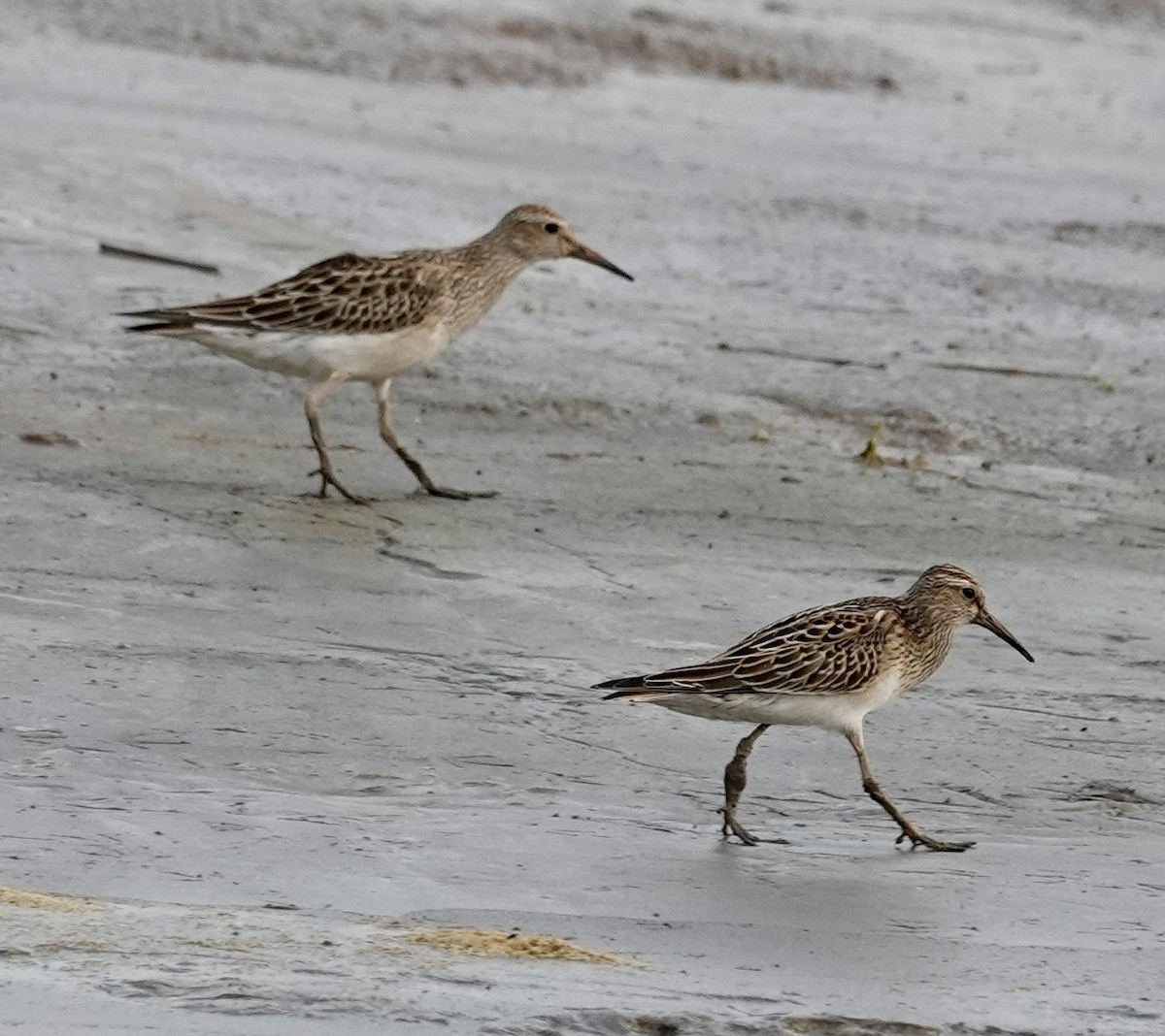 Pectoral Sandpiper - ML624226362