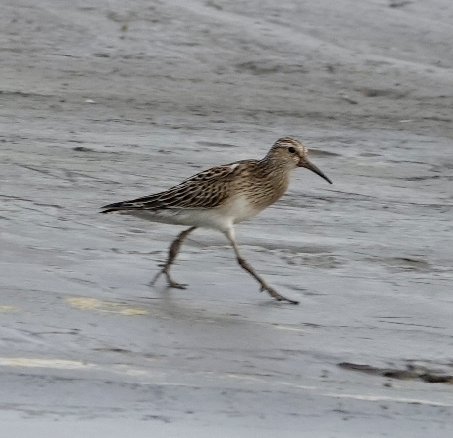 Pectoral Sandpiper - ML624226363