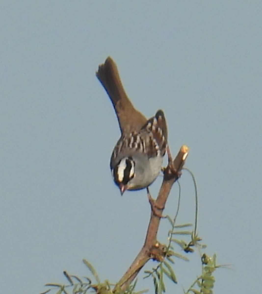 White-crowned Sparrow - Billy Medley