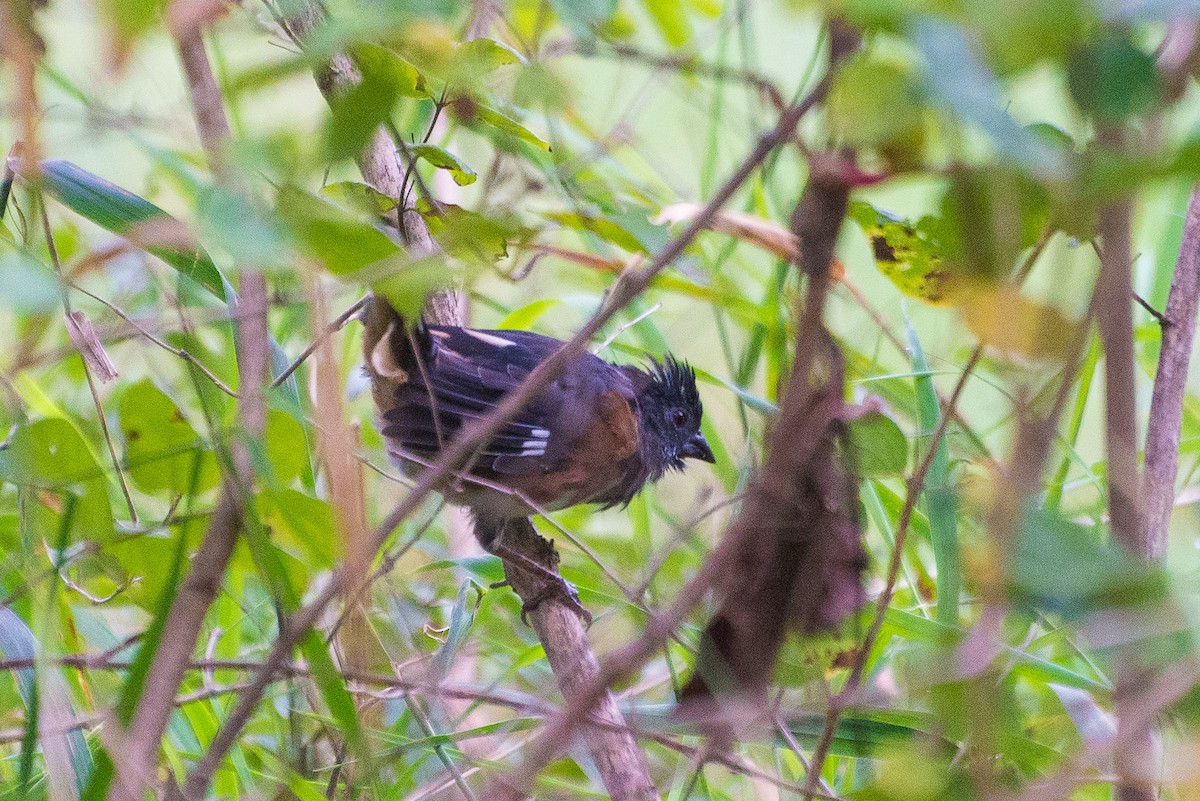 Eastern Towhee - ML624226365