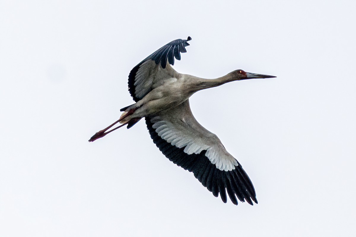 Maguari Stork - ML624226366