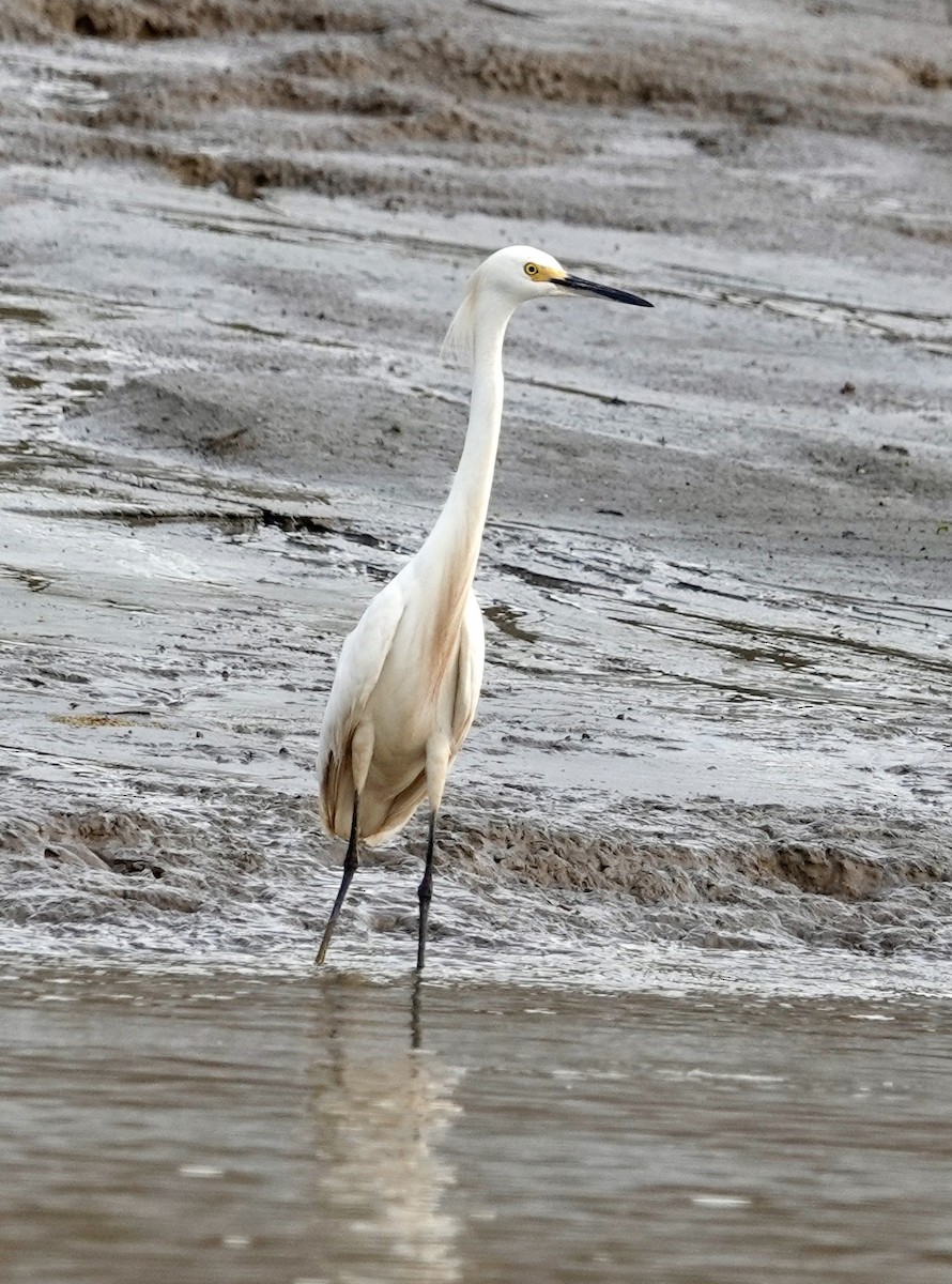 Snowy Egret - ML624226367