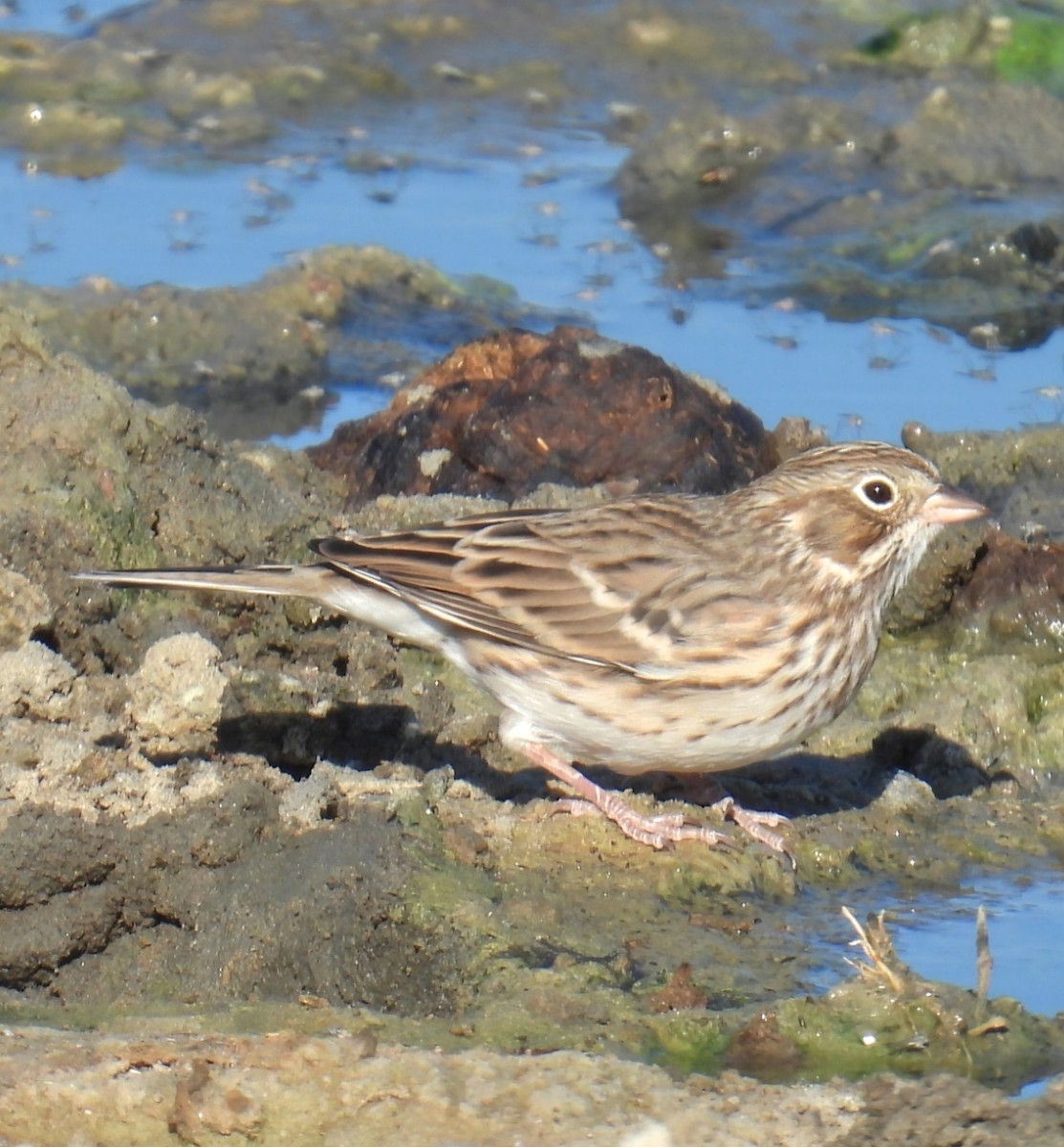 Vesper Sparrow - ML624226368