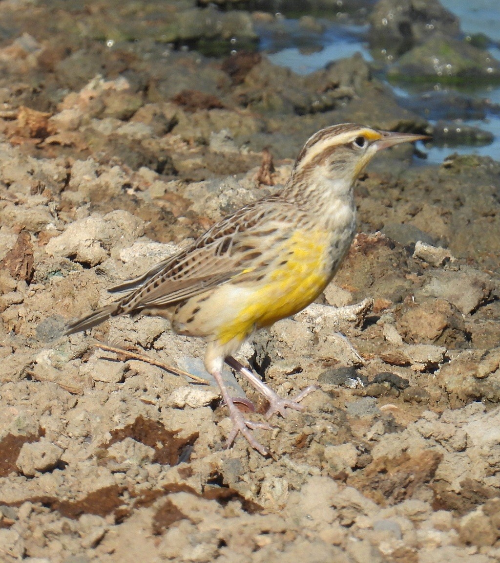 Western Meadowlark - Billy Medley