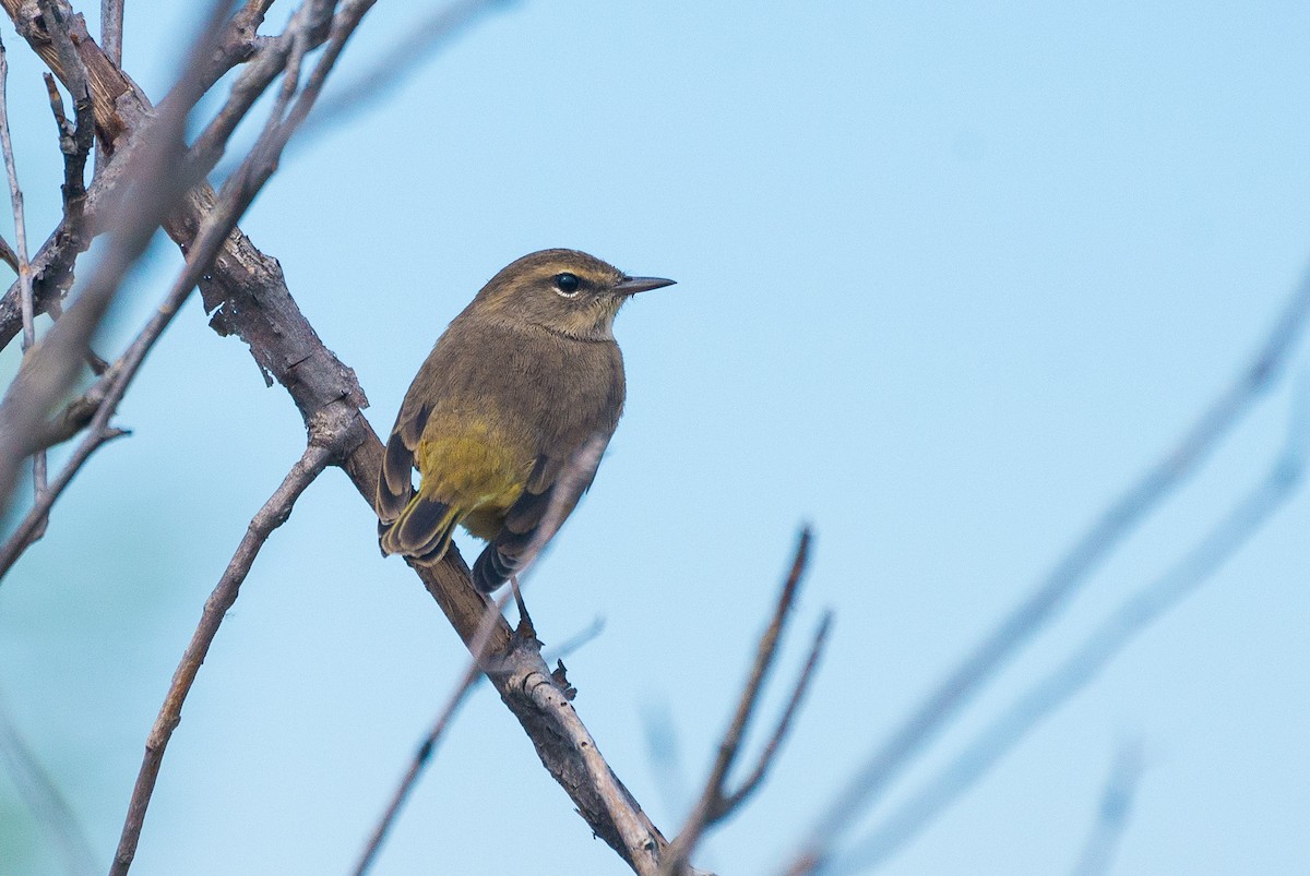 Palm Warbler - Jason Hedlund