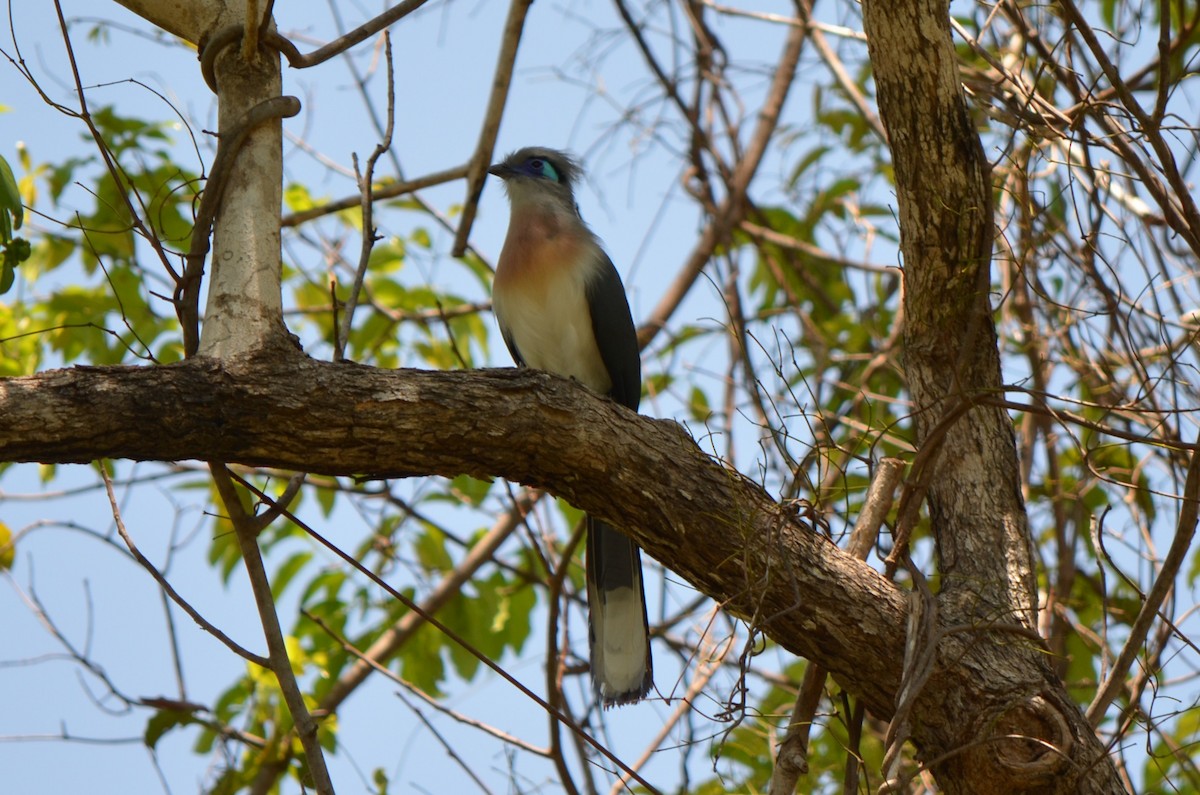 Crested Coua - ML624226374