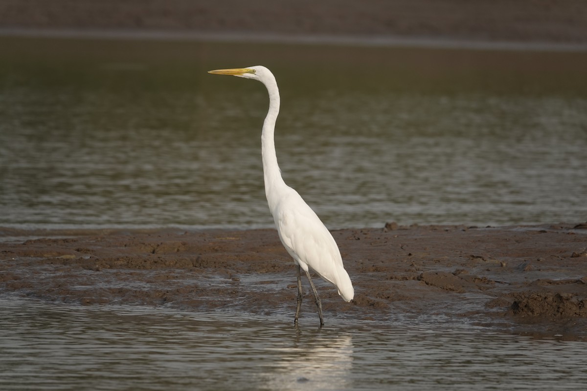 Great Egret - ML624226376