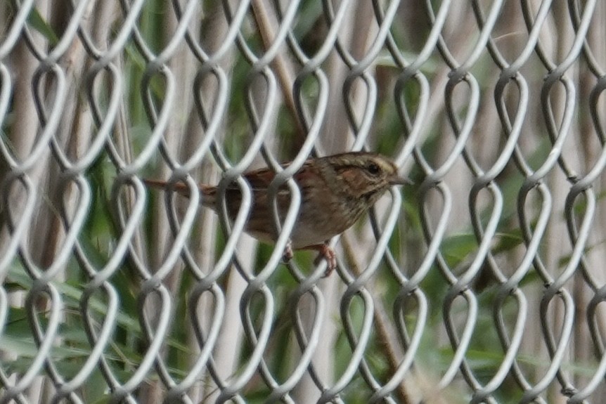 Swamp Sparrow - ML624226377