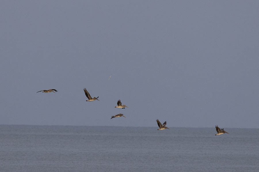 Brown Pelican - Sandra Rosenhouse