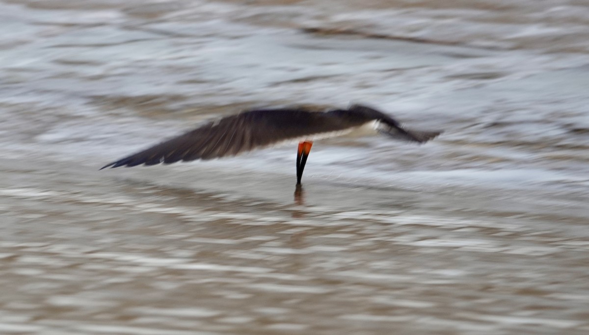 Black Skimmer - ML624226384