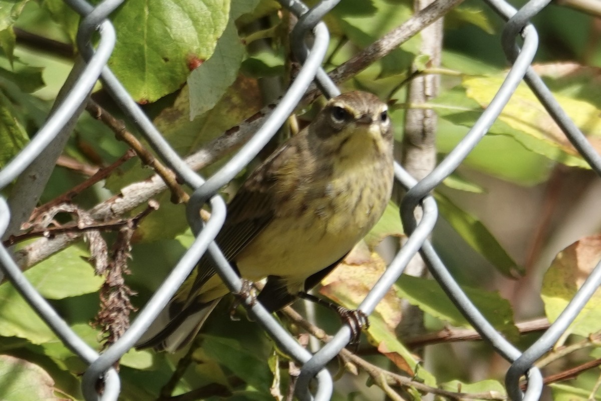 Palm Warbler - ML624226395