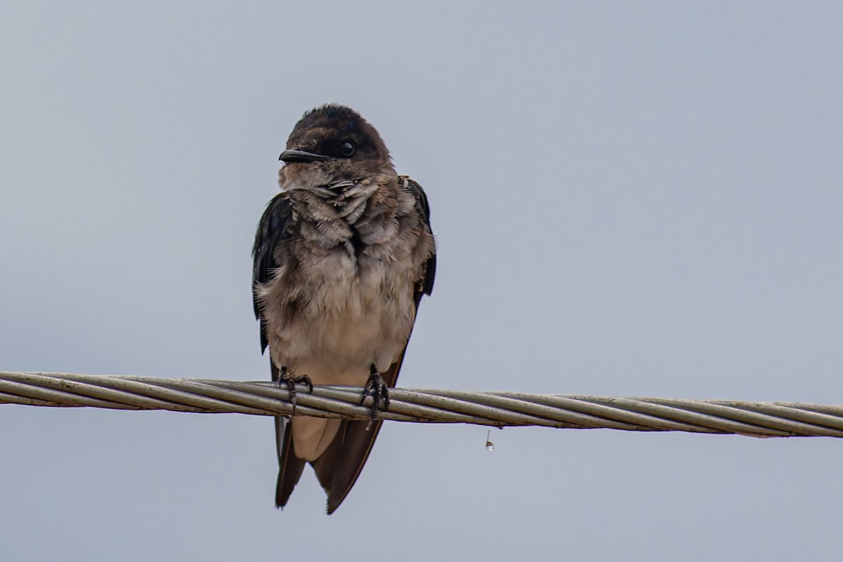 Gray-breasted Martin - Steve Juhasz