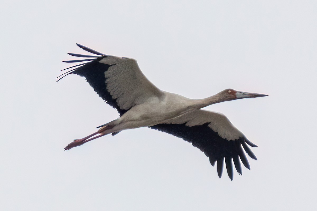 Maguari Stork - ML624226403