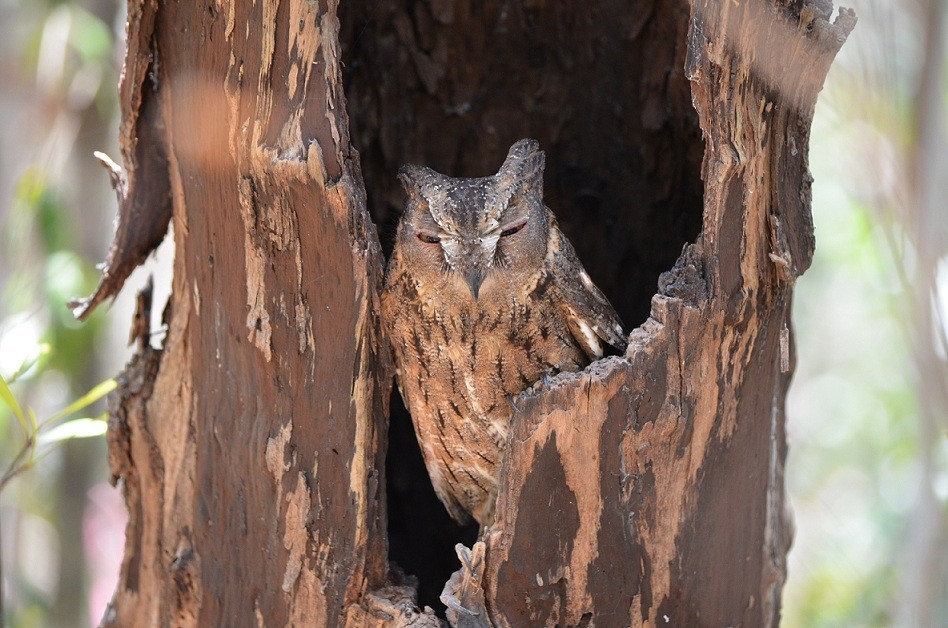 Madagascar Scops-Owl (Torotoroka) - Richard Rae