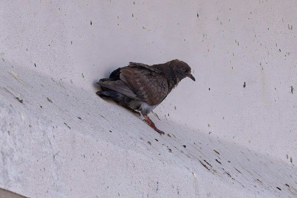 Rock Pigeon (Feral Pigeon) - ML624226405