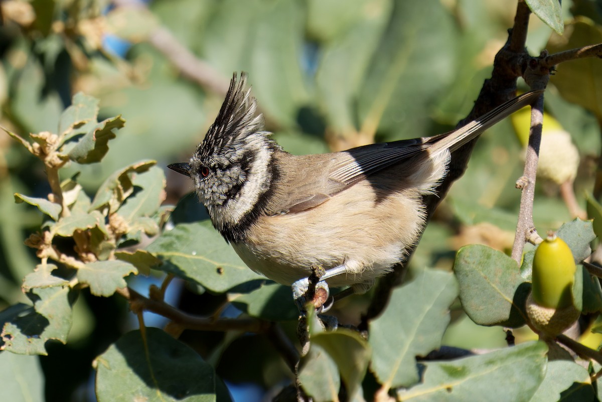 Crested Tit - Paco Luengo