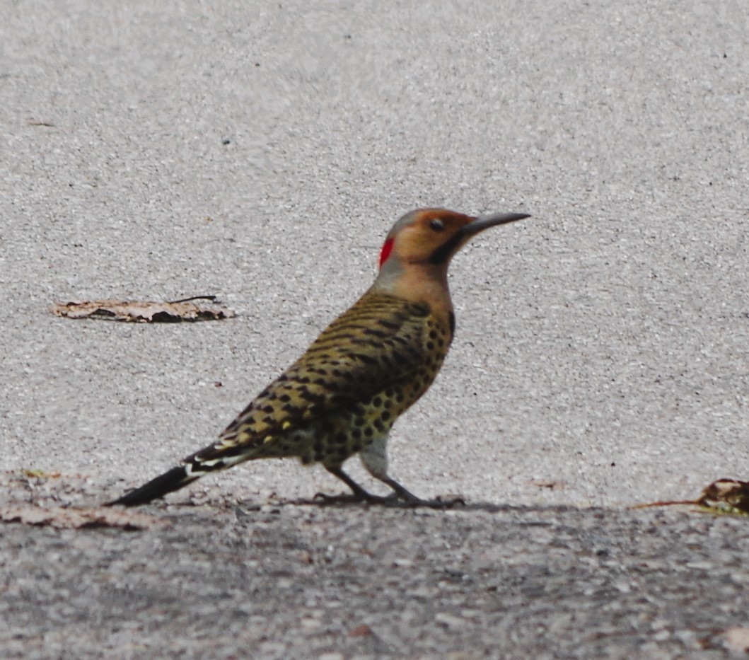 Northern Flicker - ML624226416