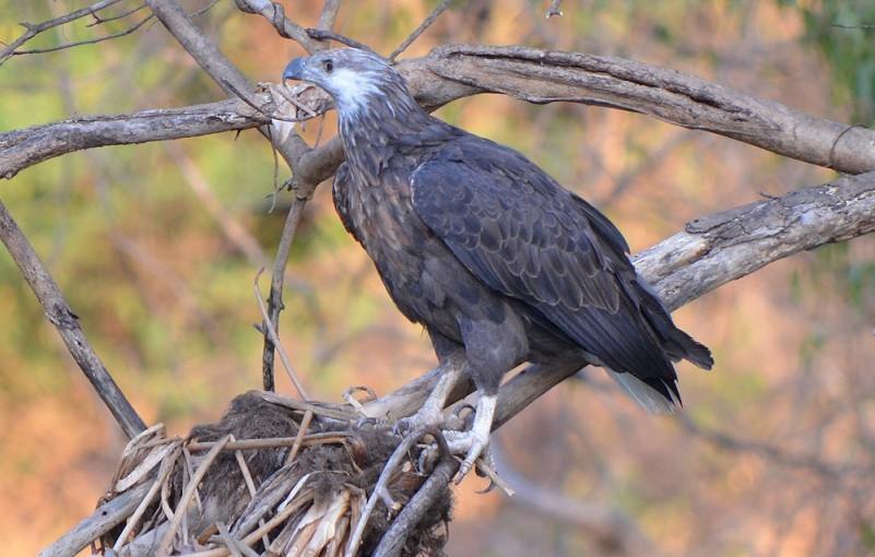 Madagascar Fish-Eagle - ML624226443