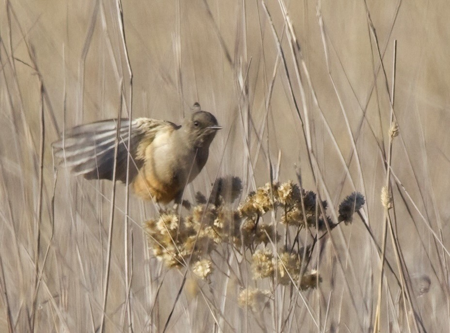 Say's Phoebe - Greg Plowman