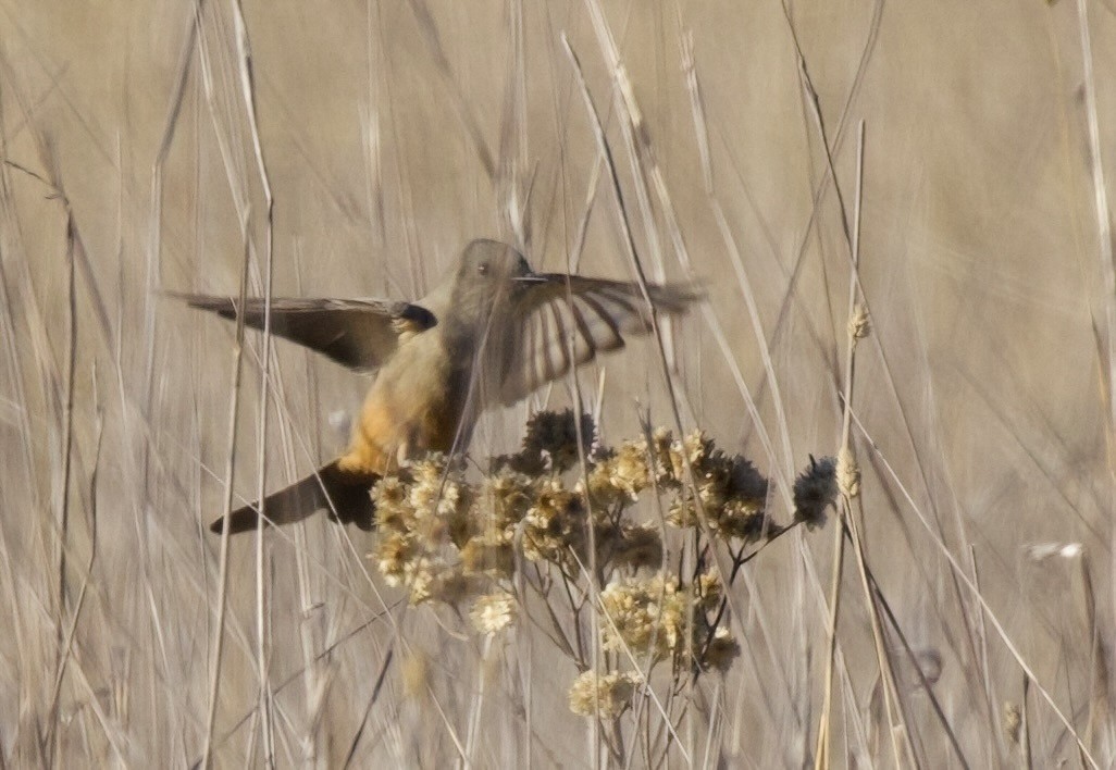 Say's Phoebe - Greg Plowman