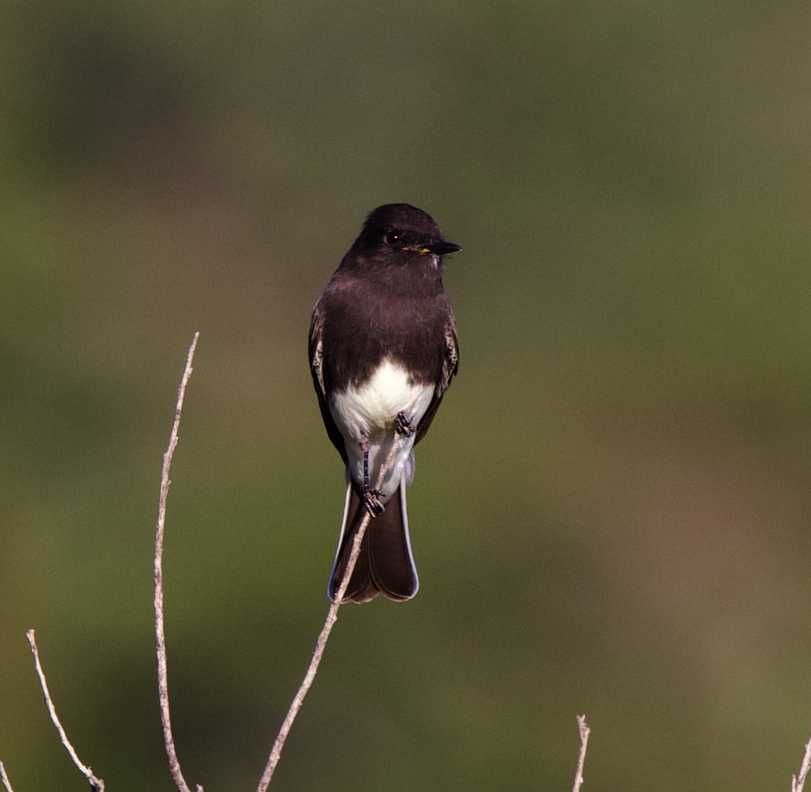 Black Phoebe - ML624226452